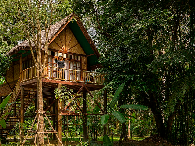 jungle